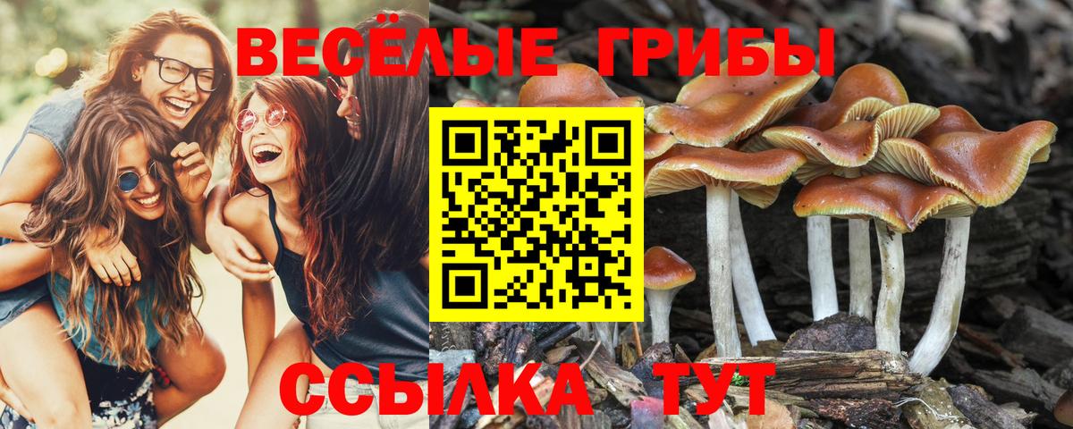 Галлюциногенные грибы GOLDEN TEACHER Дальнереченск